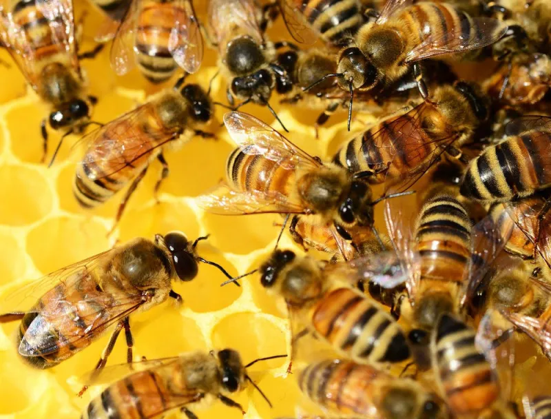 a-swarm-of-honey-bees a-swarm-of-honey-bees