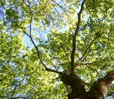 GIT Version Control Development Services